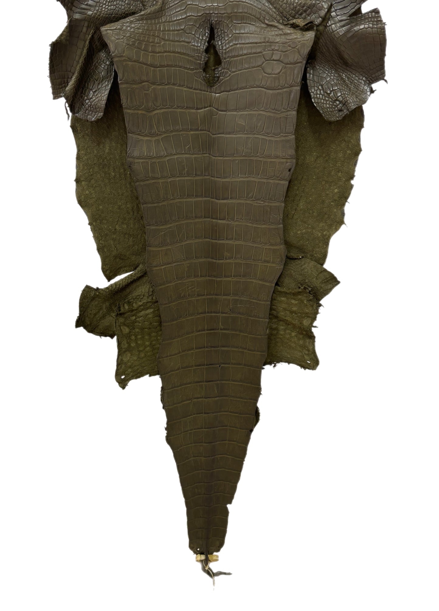 50 cm Grade 3/4 Olive Matte Wild American Alligator Leather - Tag: LA23-0014653