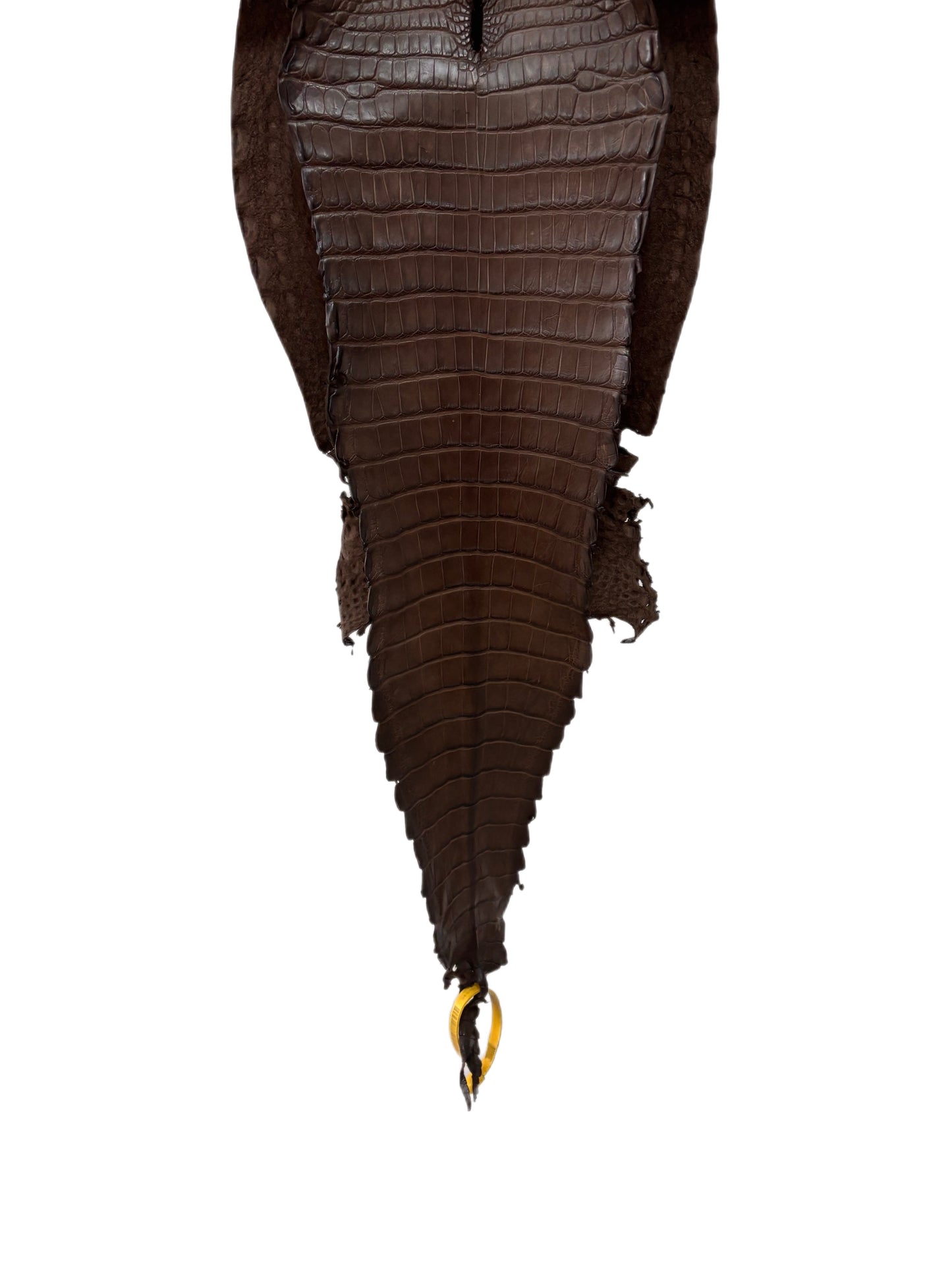 27 cm Grade 2/3 Nicotine Matte Farm-Raised American Alligator Leather - Tag: FL22-0030254
