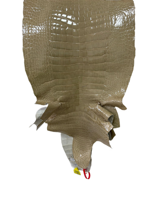 39 cm Grade 3/4 Ash Glazed Wild American Alligator Leather - Tag: ITCC-0539970