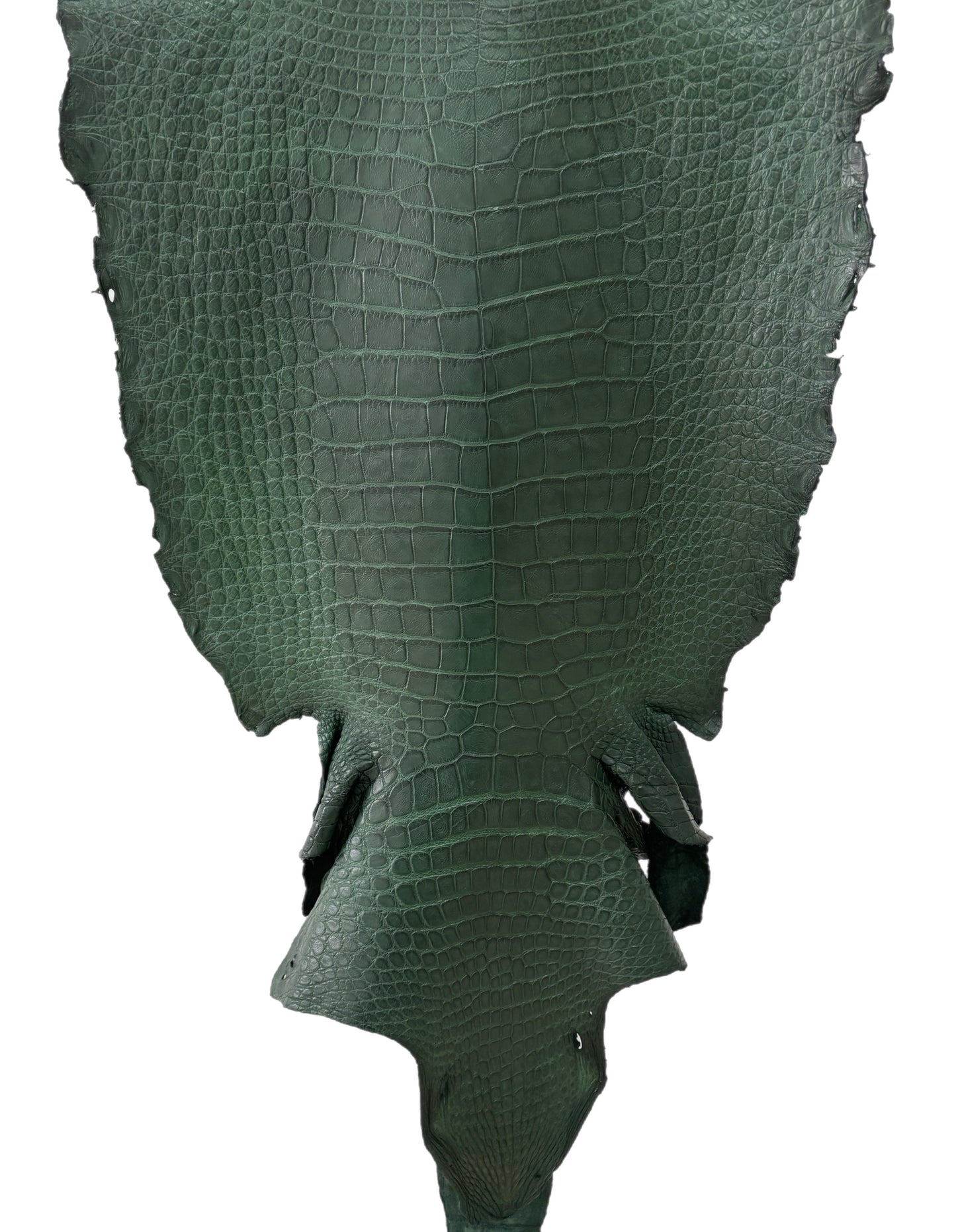 47 cm Grade 3/4 Forest Green Matte Wild American Alligator Leather - Tag: LA23-0016529