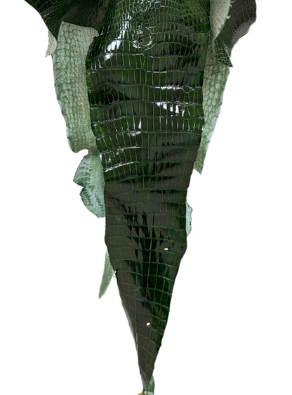 35 cm Grade 2/3 Forest Green Glazed Wild American Alligator Leather - Tag: LA16-0036650