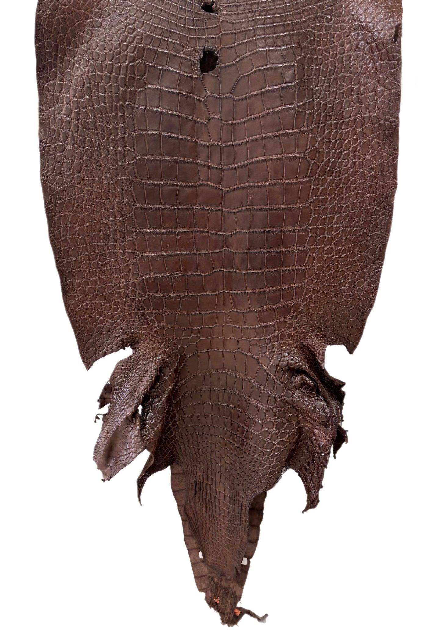 54 cm Grade 3/4 Chocolate Matte Wild American Alligator Leather - Tag: LA24-0023955