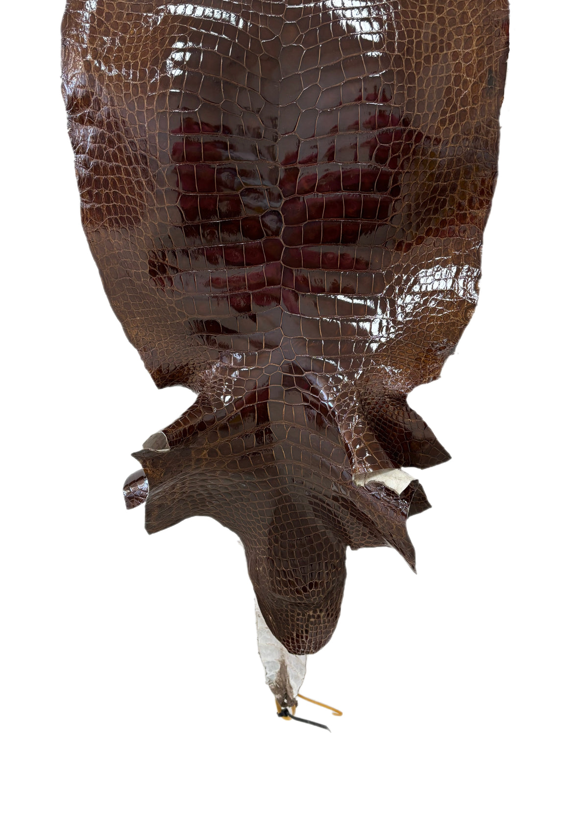 48 cm Grade 4/5 Brown Glazed Wild American Alligator Leather - Tag: LA23-0018256