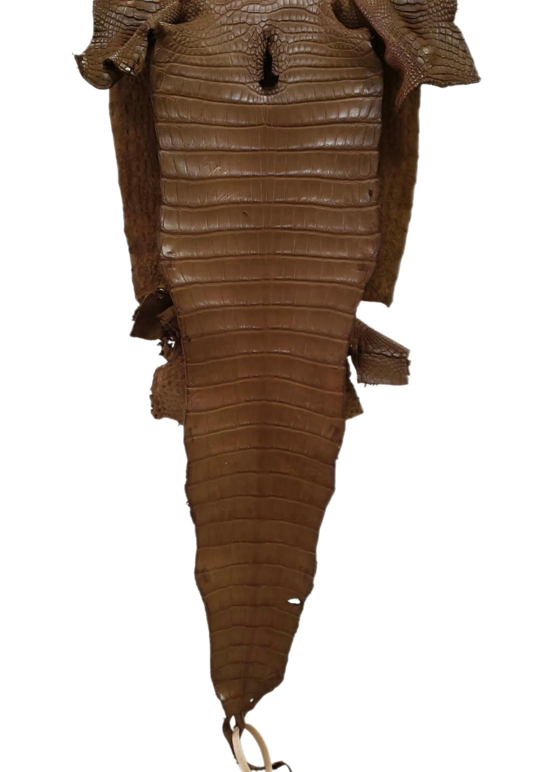 31 cm Grade 2/3 Kango Tabac Matte Farm-Raised American Alligator Leather - Tag: FL17-0036669