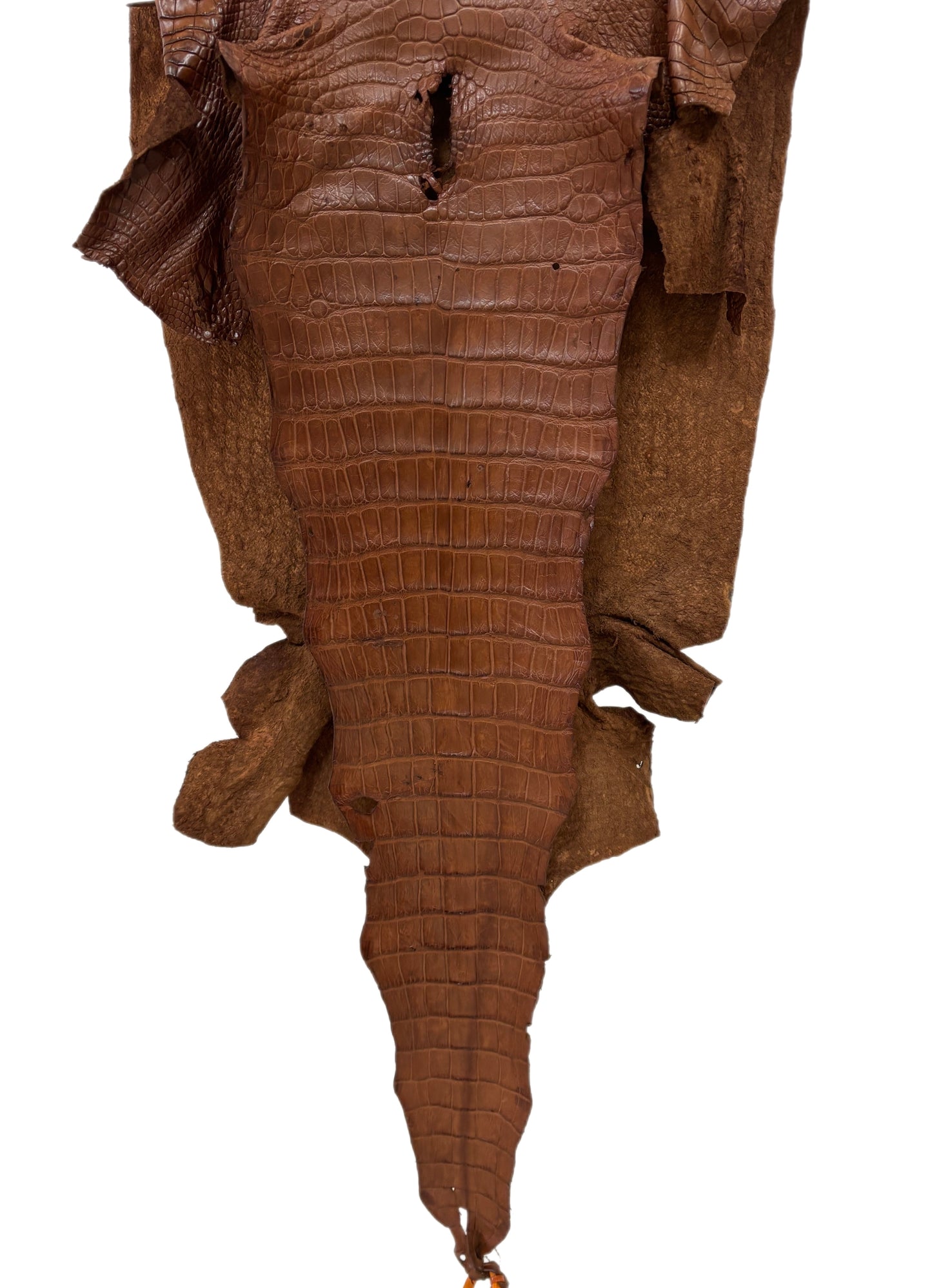 45 cm Grade 4/5  Cigar Matte Wild American Alligator Leather - Tag: LA23-0000766