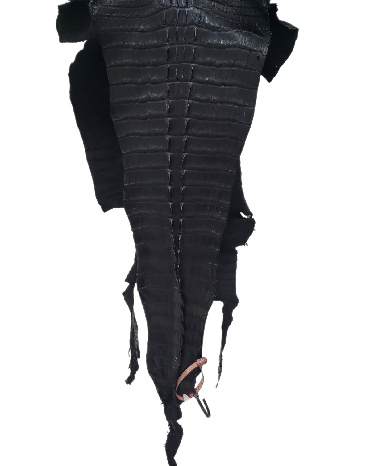 37 cm Grade 3/4 Black Matte Wild American Alligator Hornback Leather - Tag: FL14-0030212