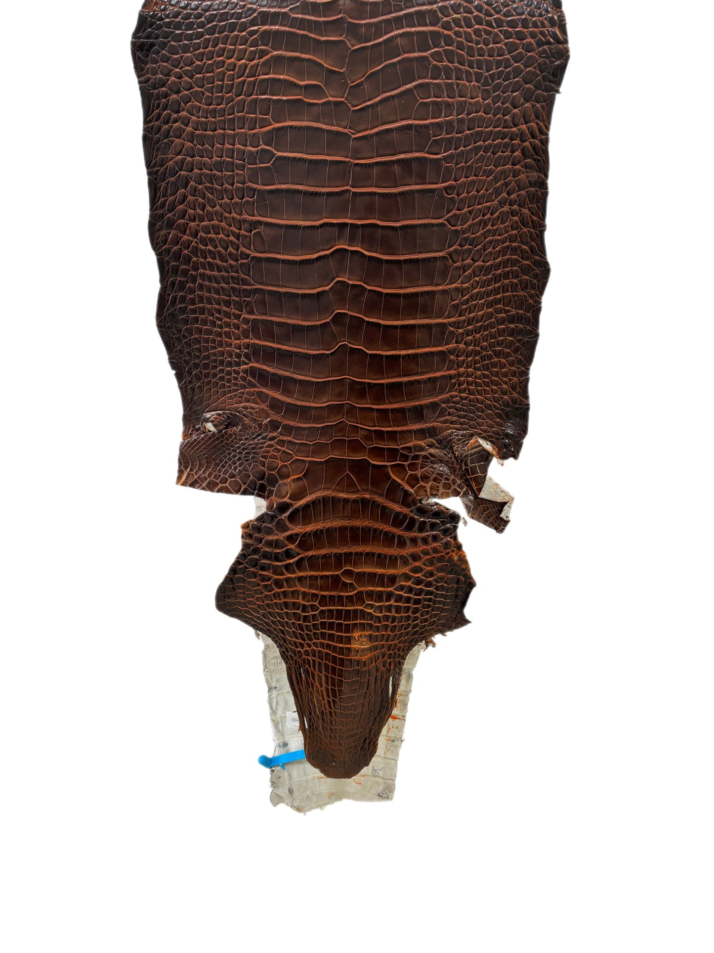 31 cm Grade 1/2 Sienna Matte Wild American Alligator Leather - Tag: ESRE-0033697