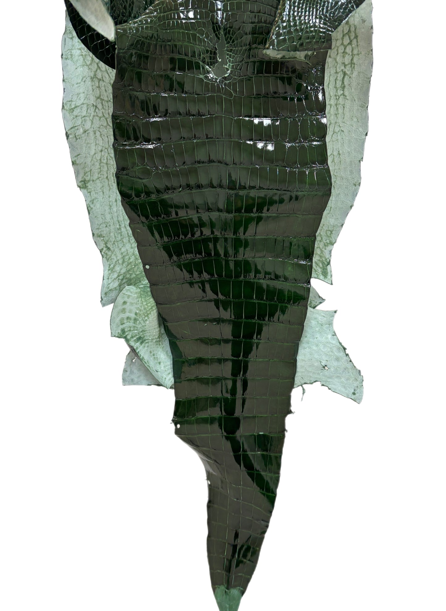 39 cm Grade 2/3 Forest Green Glazed Wild American Alligator Leather - Tag: LA17-0051886