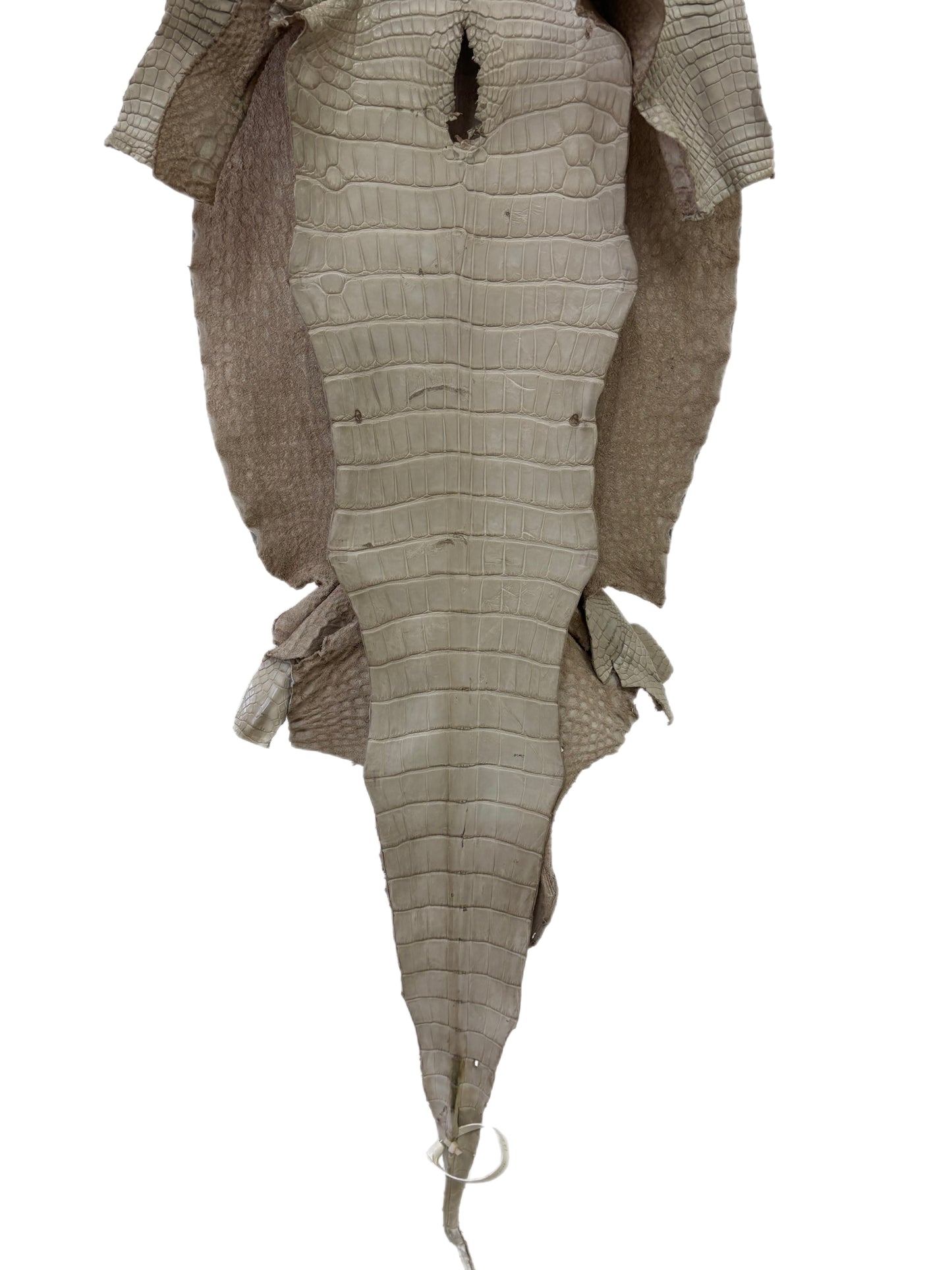 37 cm Grade 2/3 Stormy Matte Wild American Alligator Leather - Tag: LA23-0030712