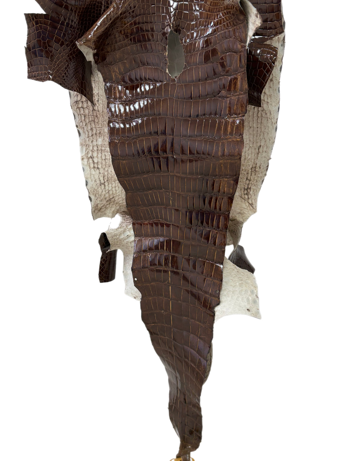 42 cm Grade 4/5 Brown Glazed Wild American Alligator Leather - Tag: LA23-0022214