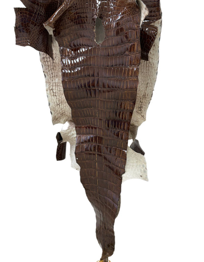 42 cm Grade 4/5 Brown Glazed Wild American Alligator Leather - Tag: LA23-0022214
