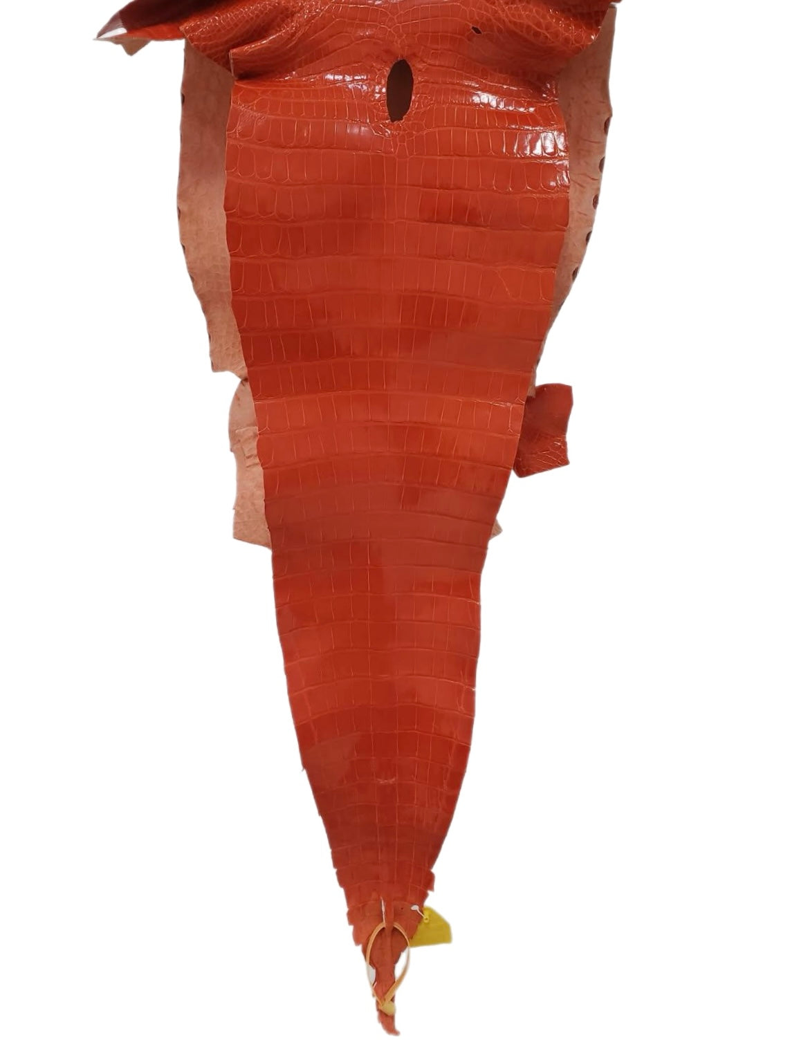 33 cm Grade 1/2 Mandarina Glazed Farm-Raised American Alligator Leather - Tag: GA13-0021244