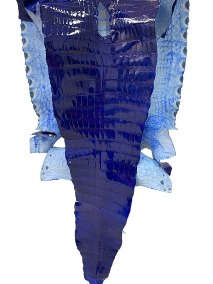 49 cm Grade 3/4 Electric Blue Glazed Wild American Alligator Leather - Tag: FL22-0081344