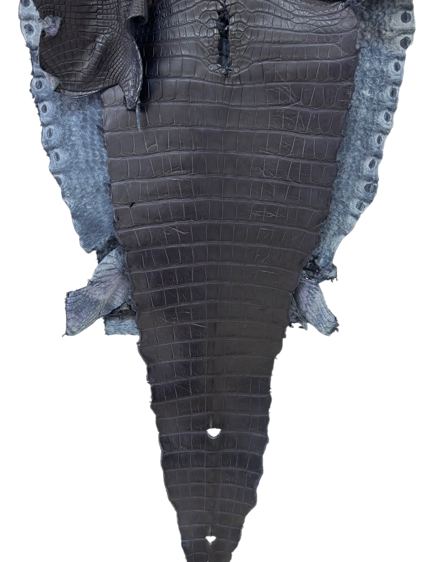 55 cm Grade 4/5 Navy Blue Desert Farm Raised American Alligator Leather - Tag: FL14-0004024