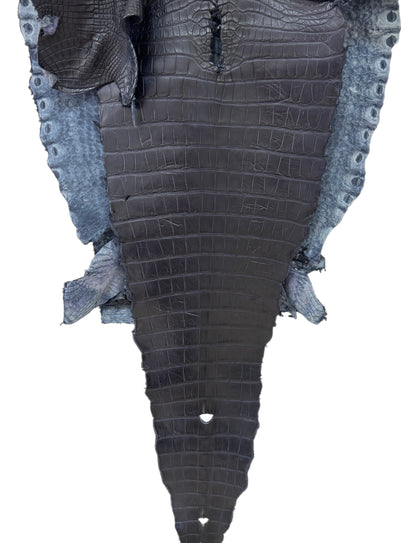55 cm Grade 4/5 Navy Blue Desert Farm Raised American Alligator Leather - Tag: FL14-0004024