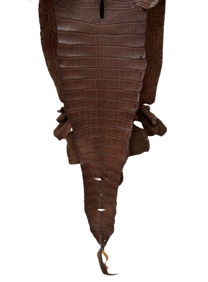 31 cm Grade 1/2 Chocolate Matte Farm-Raised American Alligator Leather - Tag: FL17-0036829