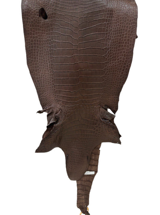 42 cm Grade 2/3 Chocolate Matte Wild American Alligator Leather - Tag: LA23-0028013