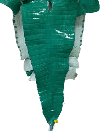 42 cm Grade 3/4 Tiffany Blue Glazed Farm Raised American Alligator Leather - Tag: FL14-0003668