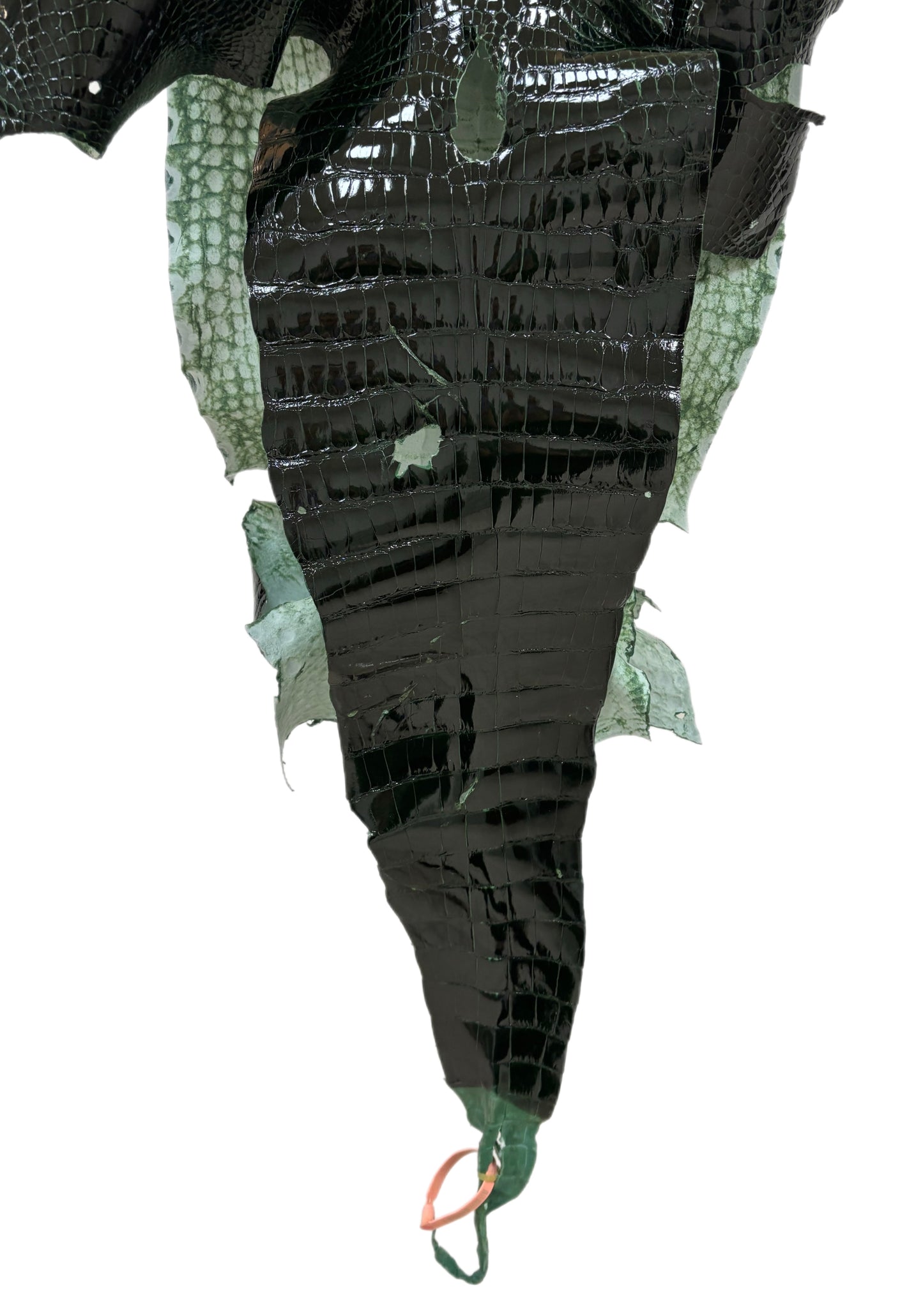 39 cm Grade 1/2 Forest Green Glazed Wild American Alligator Leather - Tag: LA24-0041853