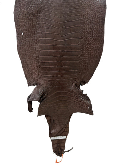 44 cm Grade 3/4 Chocolate Matte Wild American Alligator Leather - Tag: LA24-0022428