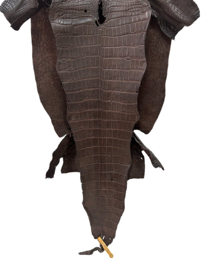 39 cm Grade 3/4 Chocolate Matte Wild American Alligator Leather - Tag: LA23-0003000