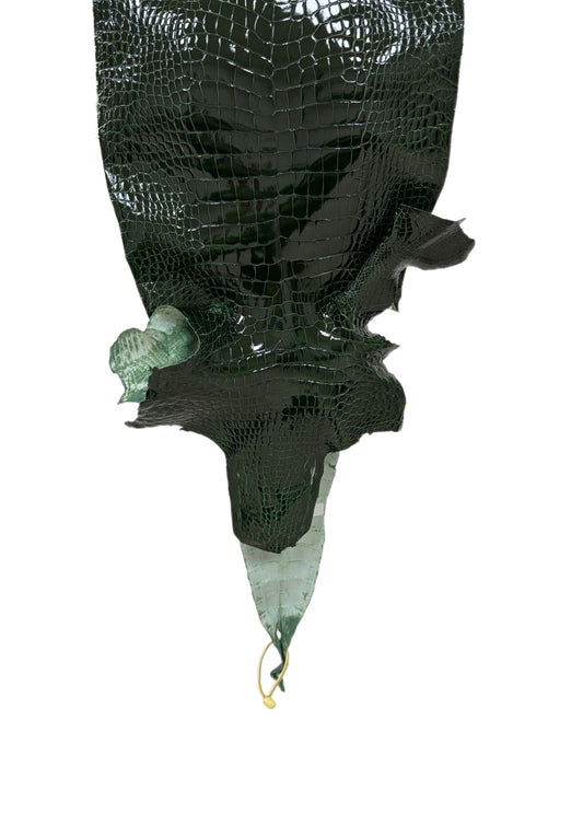 32 cm Grade 1/2 Forest Green Glazed Wild American Alligator Leather - Tag: LA16-0024869