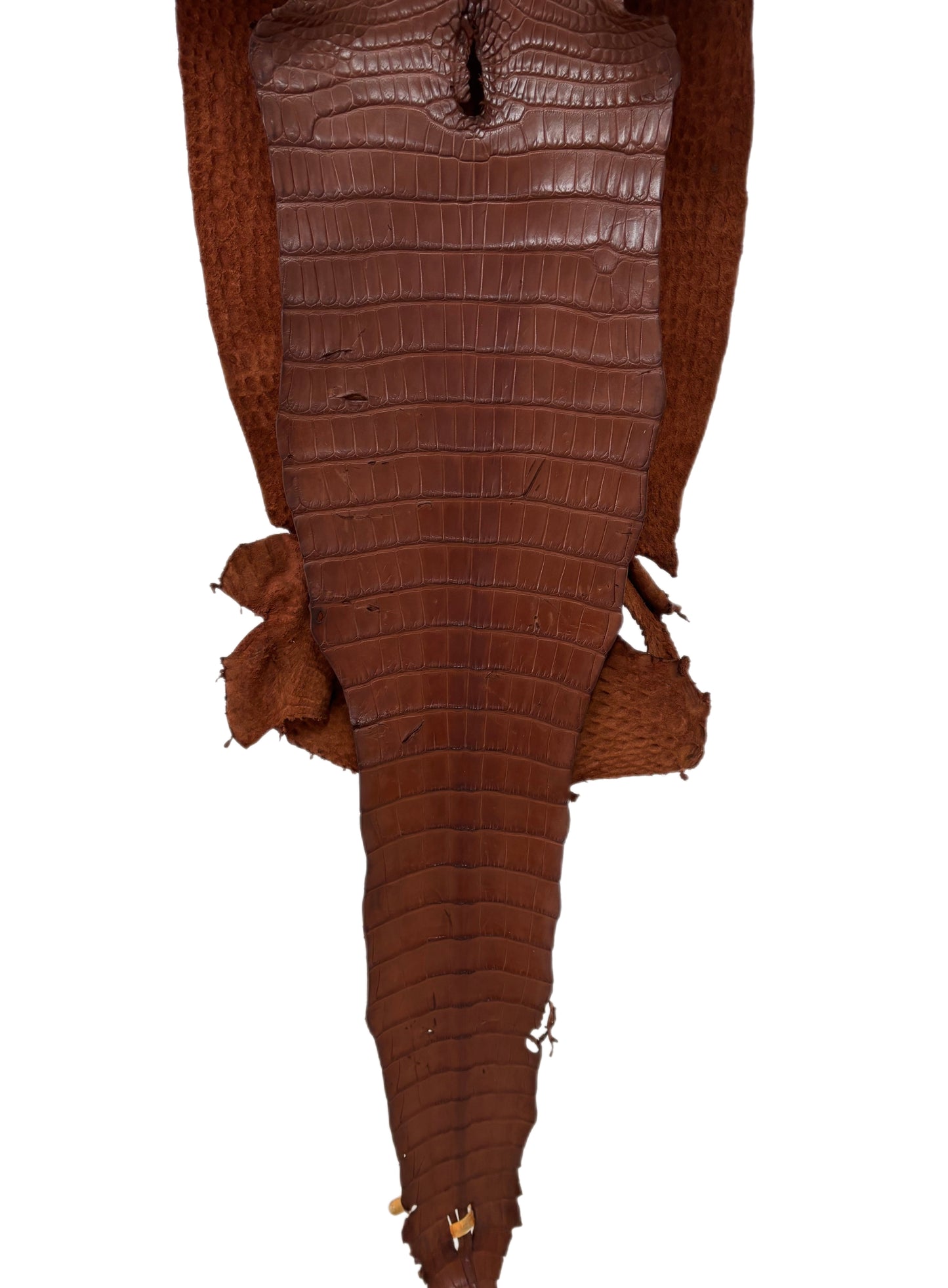 30 cm Grade 2/3 Rodeo Matte Farm-Raised American Alligator Leather - Tag: FL17-0036069