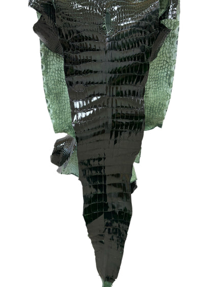 36 cm Grade 3/4 Forest Green Glazed Wild American Alligator Leather - Tag: LA23-0022136