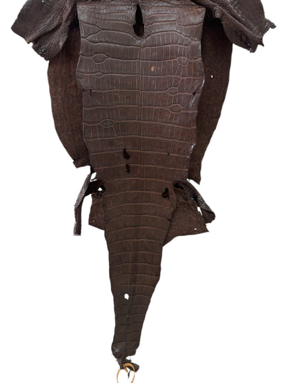 39 cm Grade 3/4 Chocolate Matte Wild American Alligator Leather - Tag: LA23-0024507
