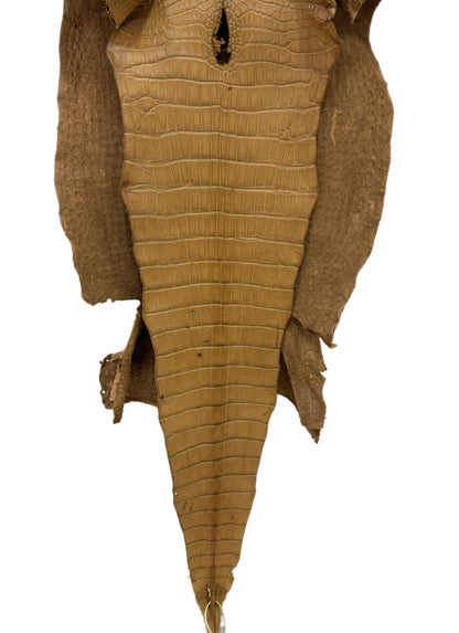 50 cm Grade 2/3 Antique Saddle Matte Wild American Alligator Leather - Tag: LA17-0036881