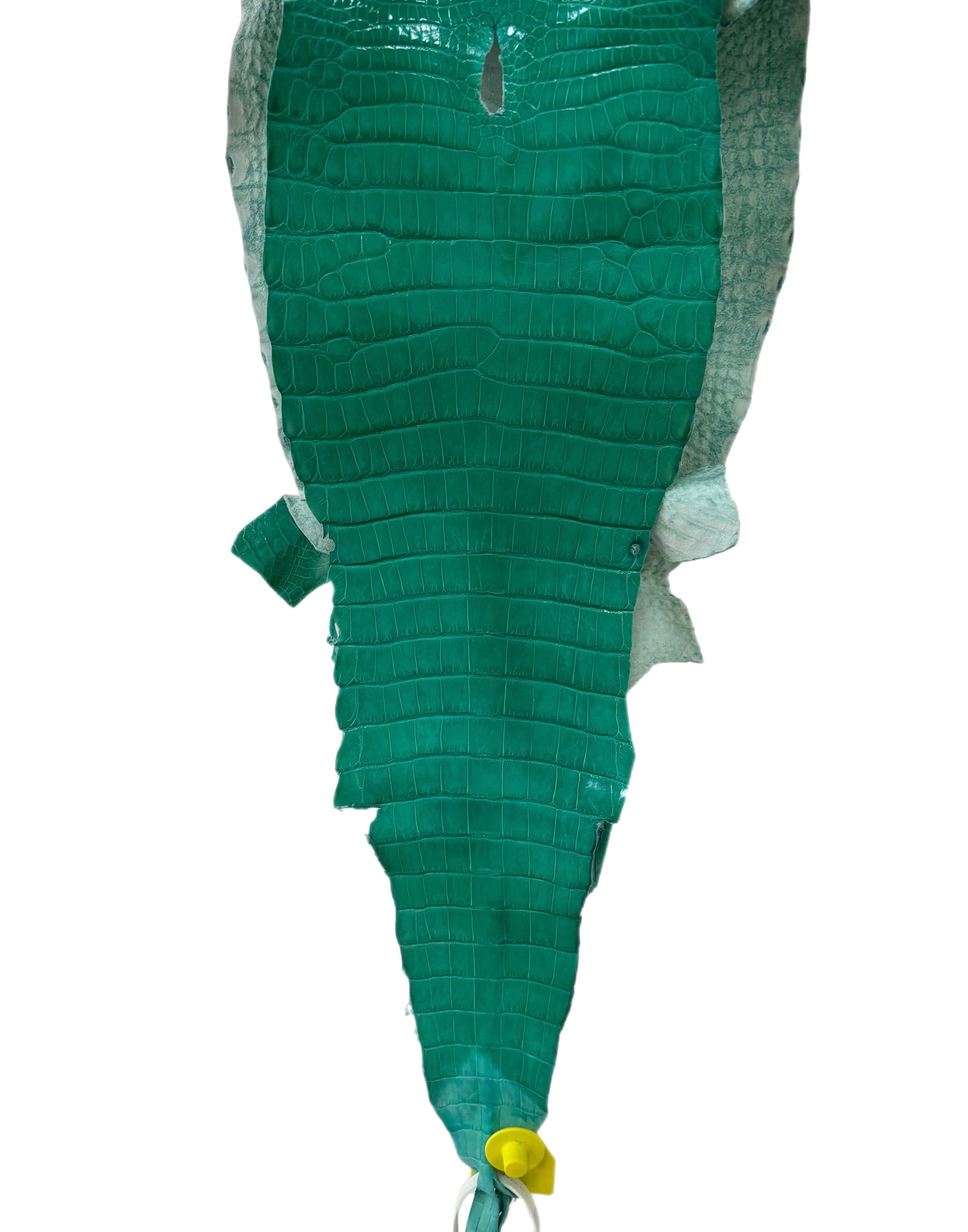 26 cm Grade 1 Tiffany Blue Classic Wild American Alligator Leather - Tag: LA14-0074080