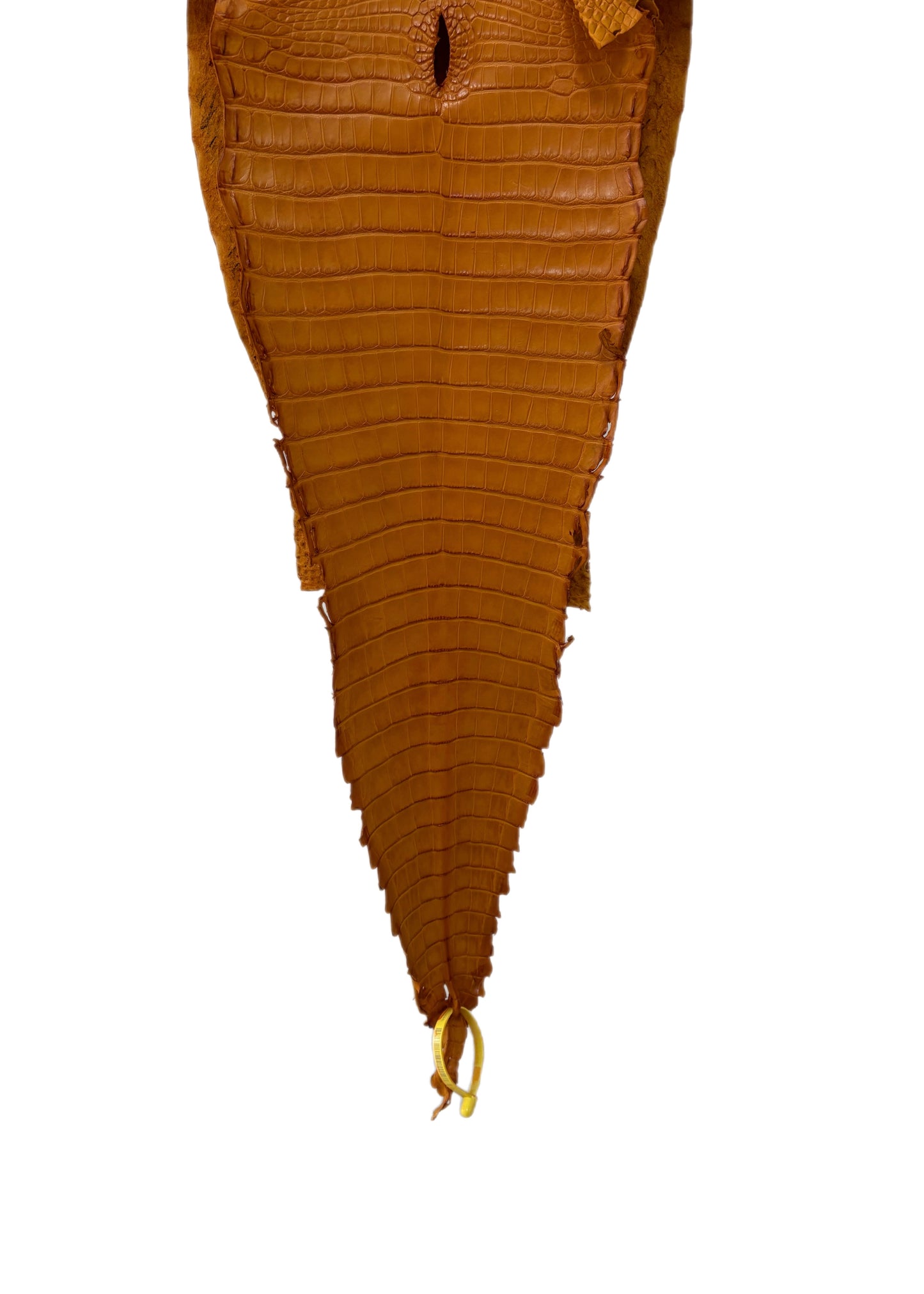 31 cm Grade 1/2 Buttercup Matte Farm-Raised American Alligator Leather - Tag: FL22-0030233
