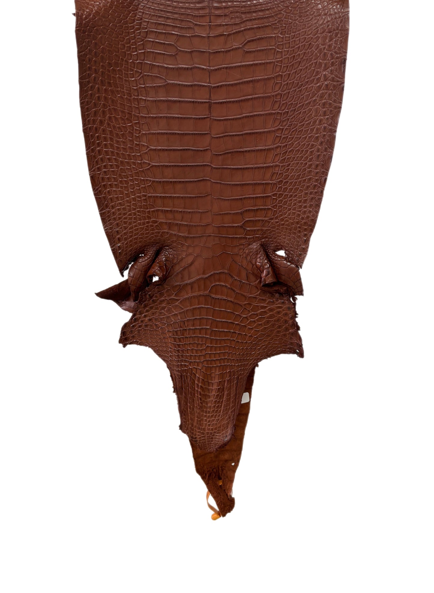 30 cm Grade 2/3 Rodeo Matte Farm-Raised American Alligator Leather - Tag: FL17-0036558