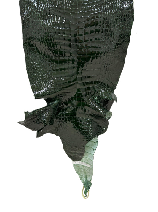 39 cm Grade 2/3 Forest Green Glazed Wild American Alligator Leather - Tag: LA23-0024152