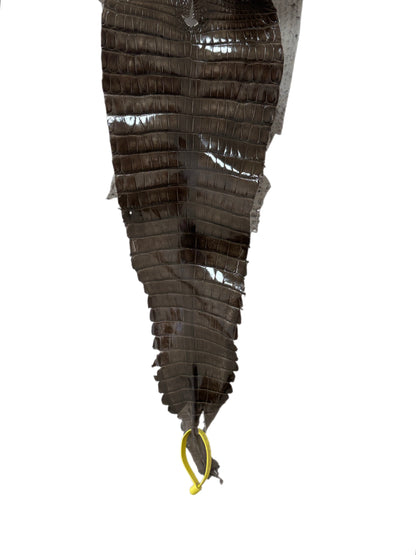 23 cm Grade 1/2 Cocoa Glazed Farm-Raised American Alligator Leather - Tag: FL22-0030357