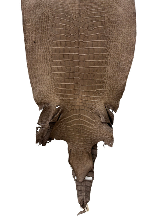 47 cm Grade 2/3 Cocoa Matte Matte Wild American Alligator Leather - Tag: LA23-0023078