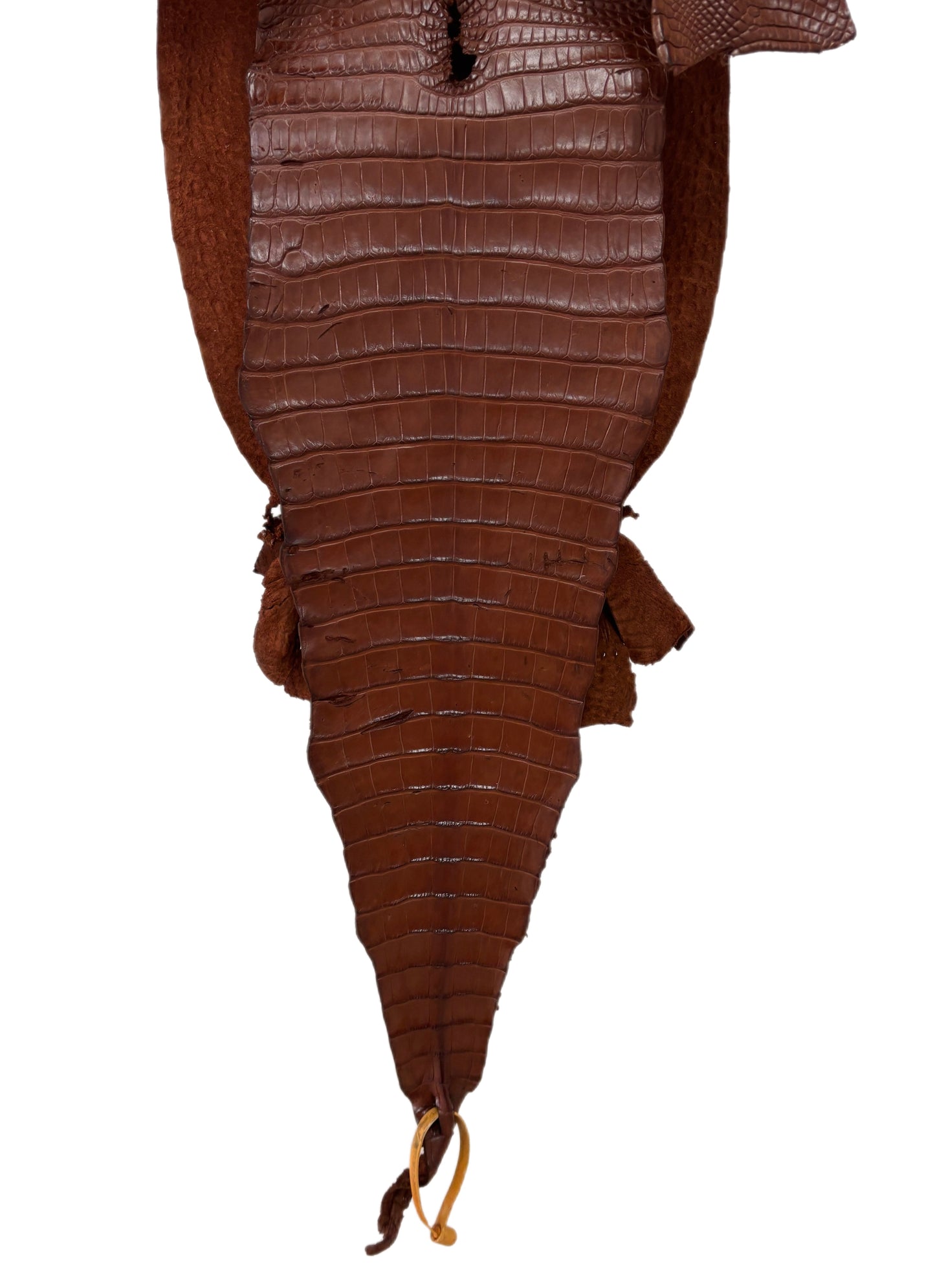 31 cm Grade 2/3 Rodeo Matte Farm-Raised American Alligator Leather - Tag: FL17-0036003