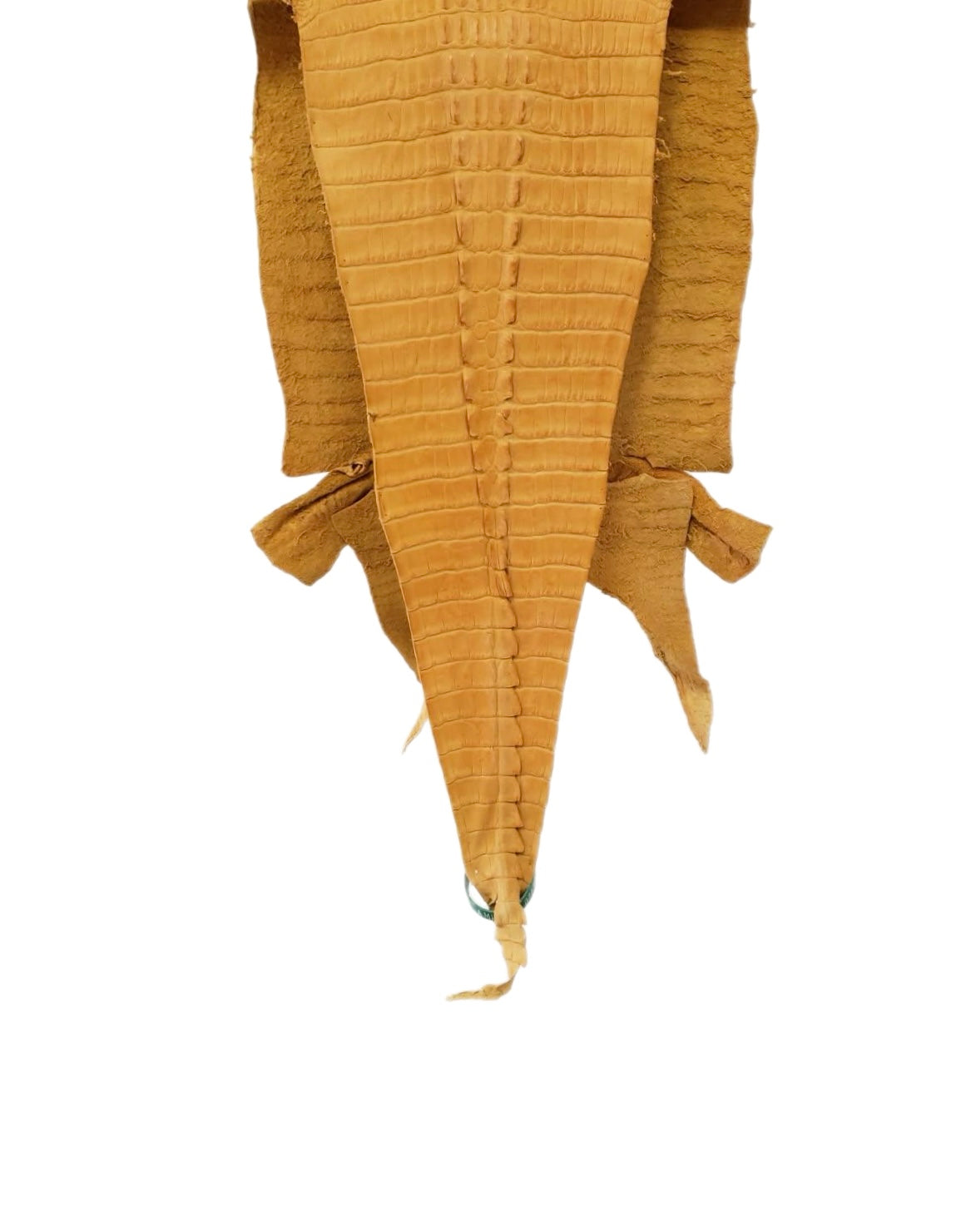 29 cm Grade 2/3 Buttercup Matte Farm-Raised American Alligator Hornback Leather - Tag: LA00-0243645