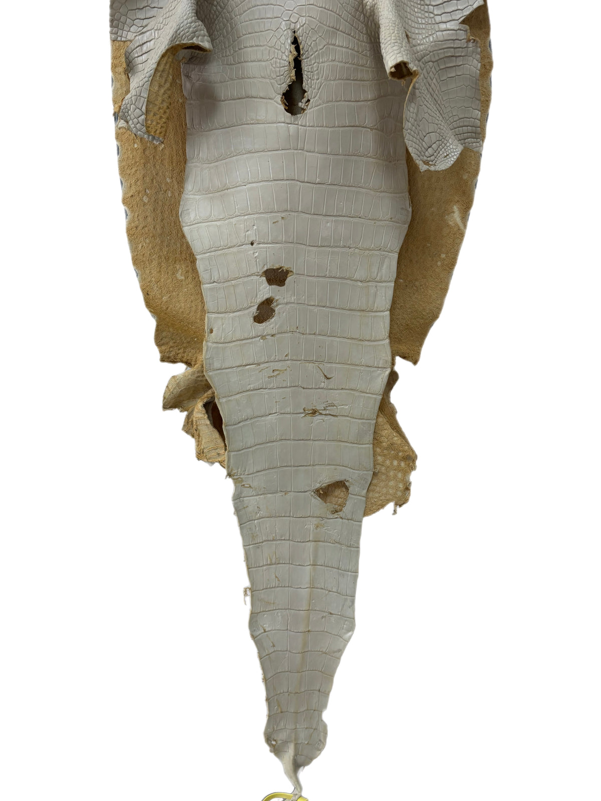 46 cm Grade 2/3 Dune Matte Wild American Alligator Leather - Tag: LA25-0013111