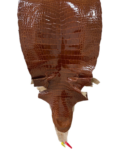 42 cm Grade 2/3 Cognac Glazed Wild American Alligator Leather - Tag: ITCC-0539966