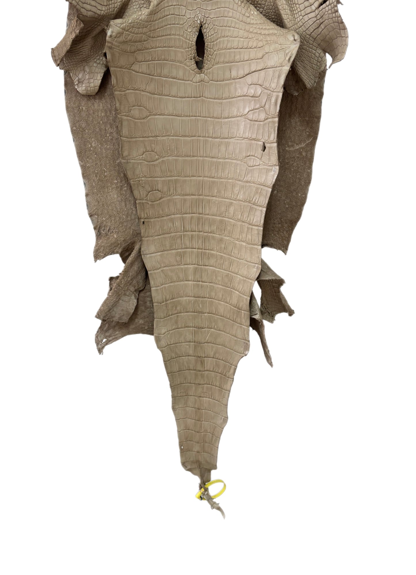 47 cm Grade 2/3 Oatmeal Matte Wild American Alligator Leather - Tag: LA25-0009913