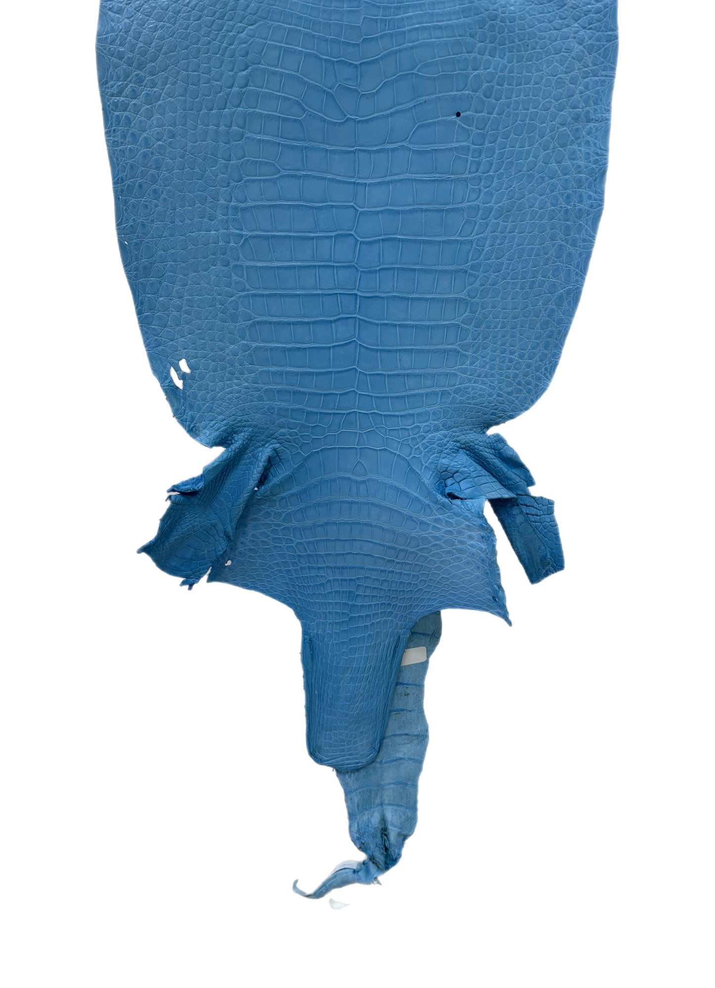 38 cm Grade 3/4 Sky Blue Matte Wild American Alligator Leather - Tag: LA23-0048175