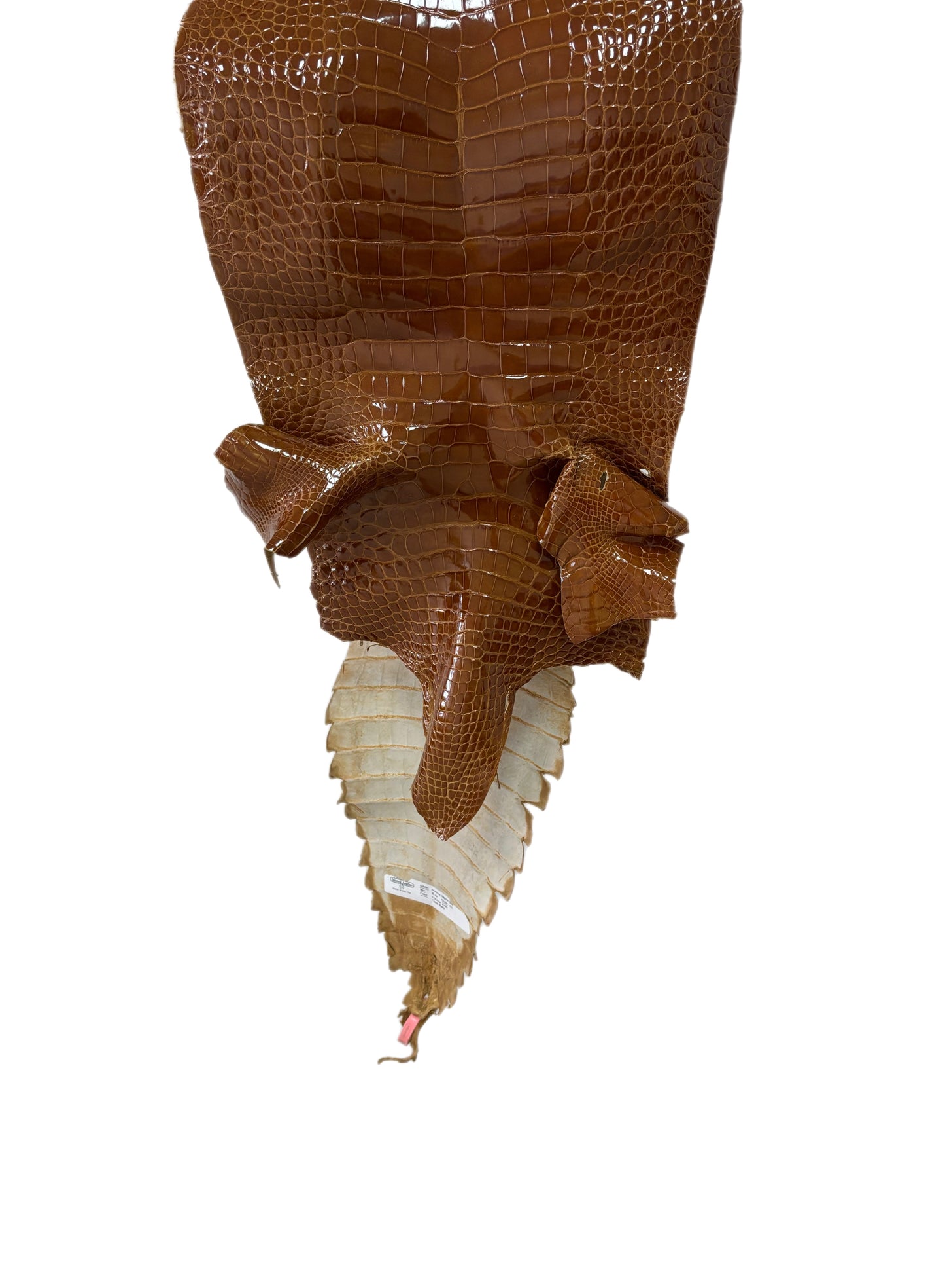 32 cm Grade 1/2 Cognac Glazed Farm-Raised American Alligator Leather - Tag: FL21-0024158