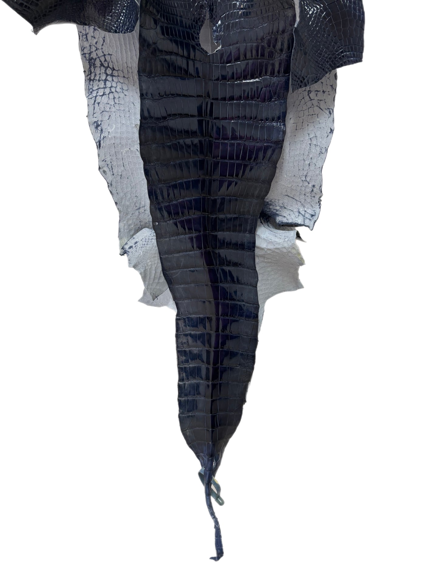 35 cm Grade 1/2 Navy Blue Glazed Wild American Alligator Leather - Tag: LA16-0016987