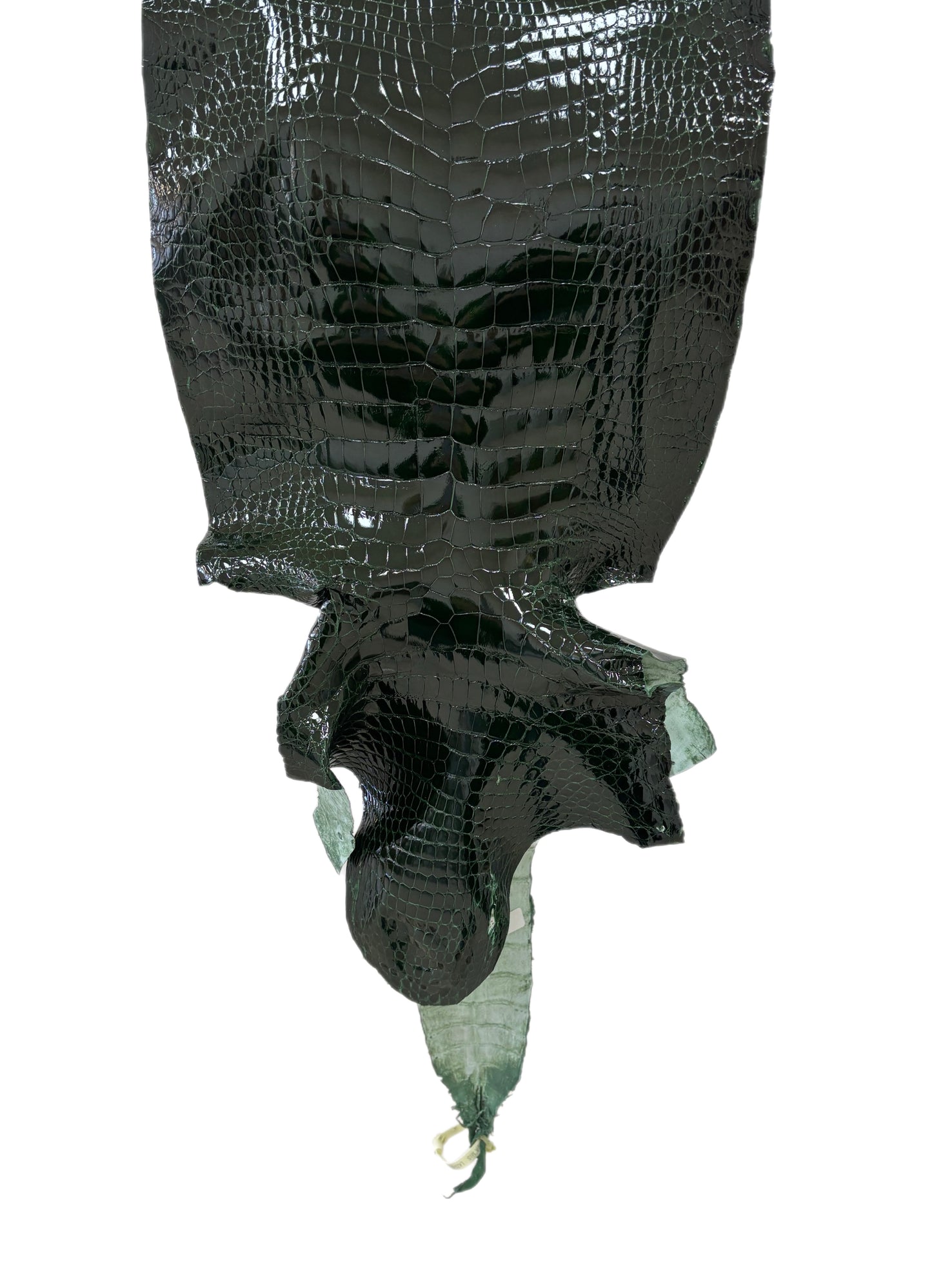 36 cm Grade 3/4 Forest Green Glazed Wild American Alligator Leather - Tag: LA23-0022136