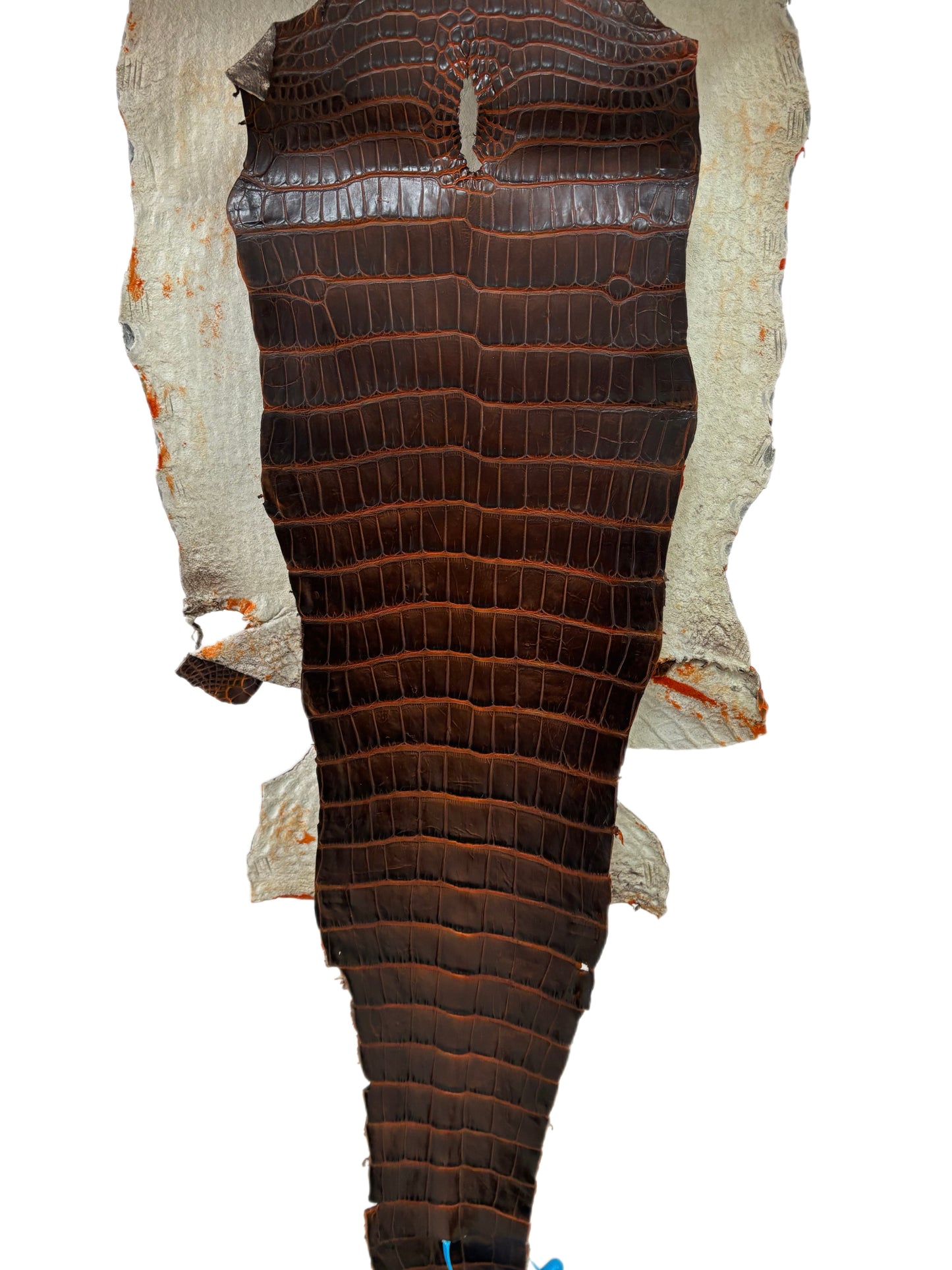 33 cm Grade 1/2 Sienna Matte Wild American Alligator Leather - Tag: ESRE-0033698