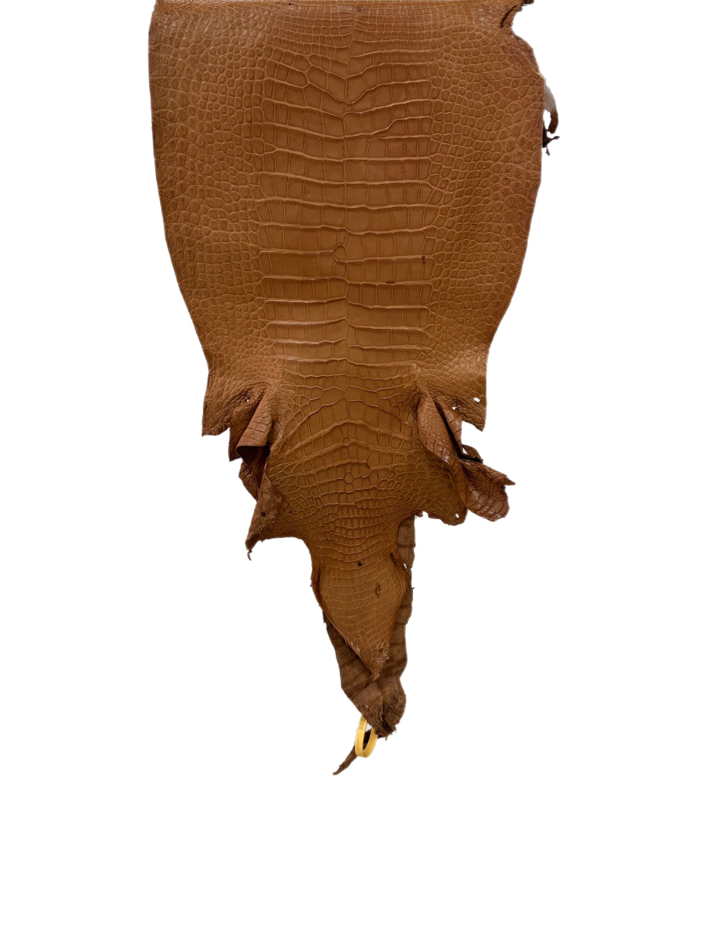 35 cm Grade 3/4 Almond Matte Wild American Alligator Leather - Tag: LA23-0028477