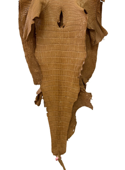 41 cm Grade 3/4 Antique Saddle Matte Wild American Alligator Leather - Tag: LA24-0022799