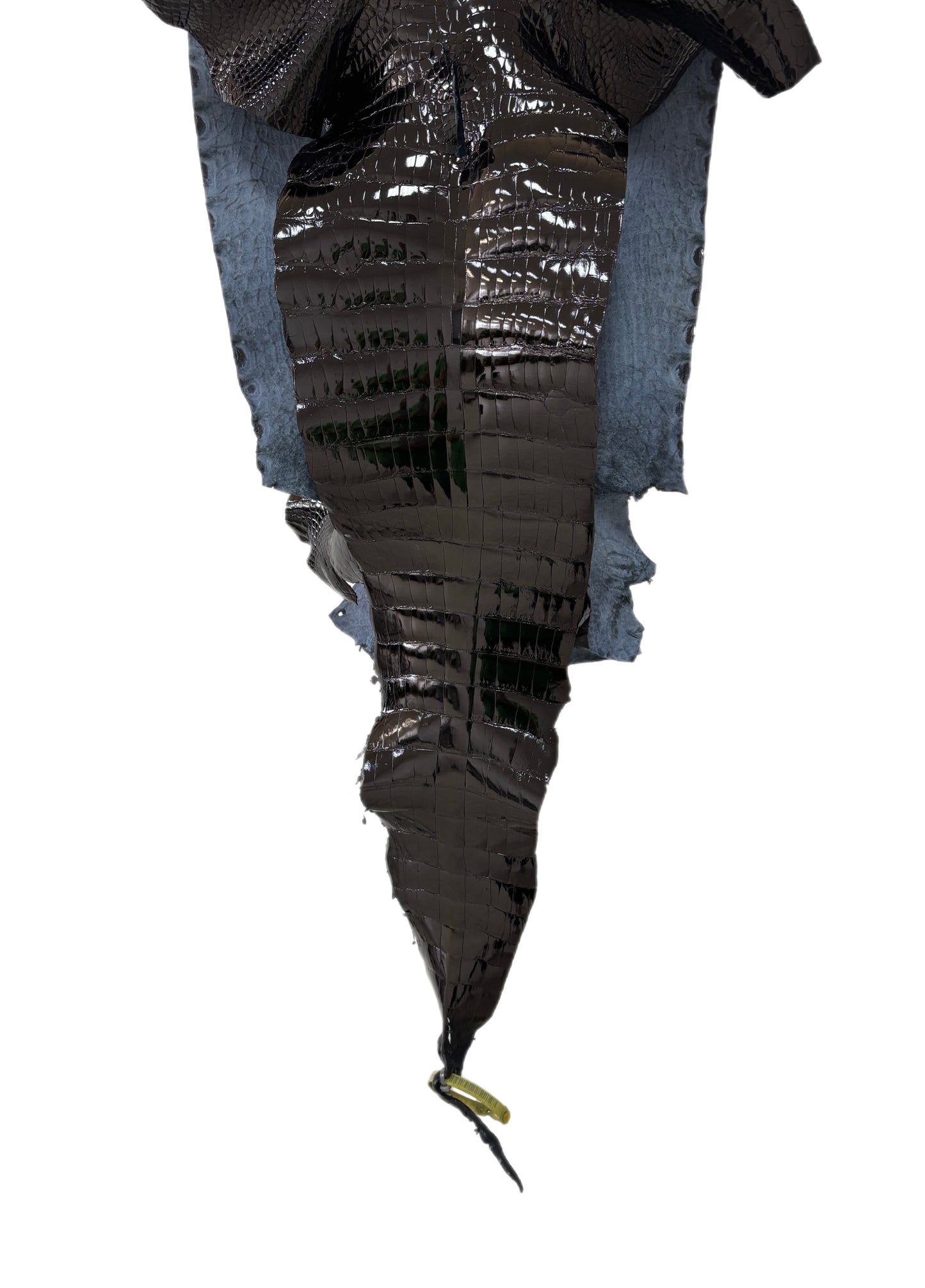 36 cm Grade 2/3 Black Glazed Wild American Alligator Leather - Tag: LA25-0009817