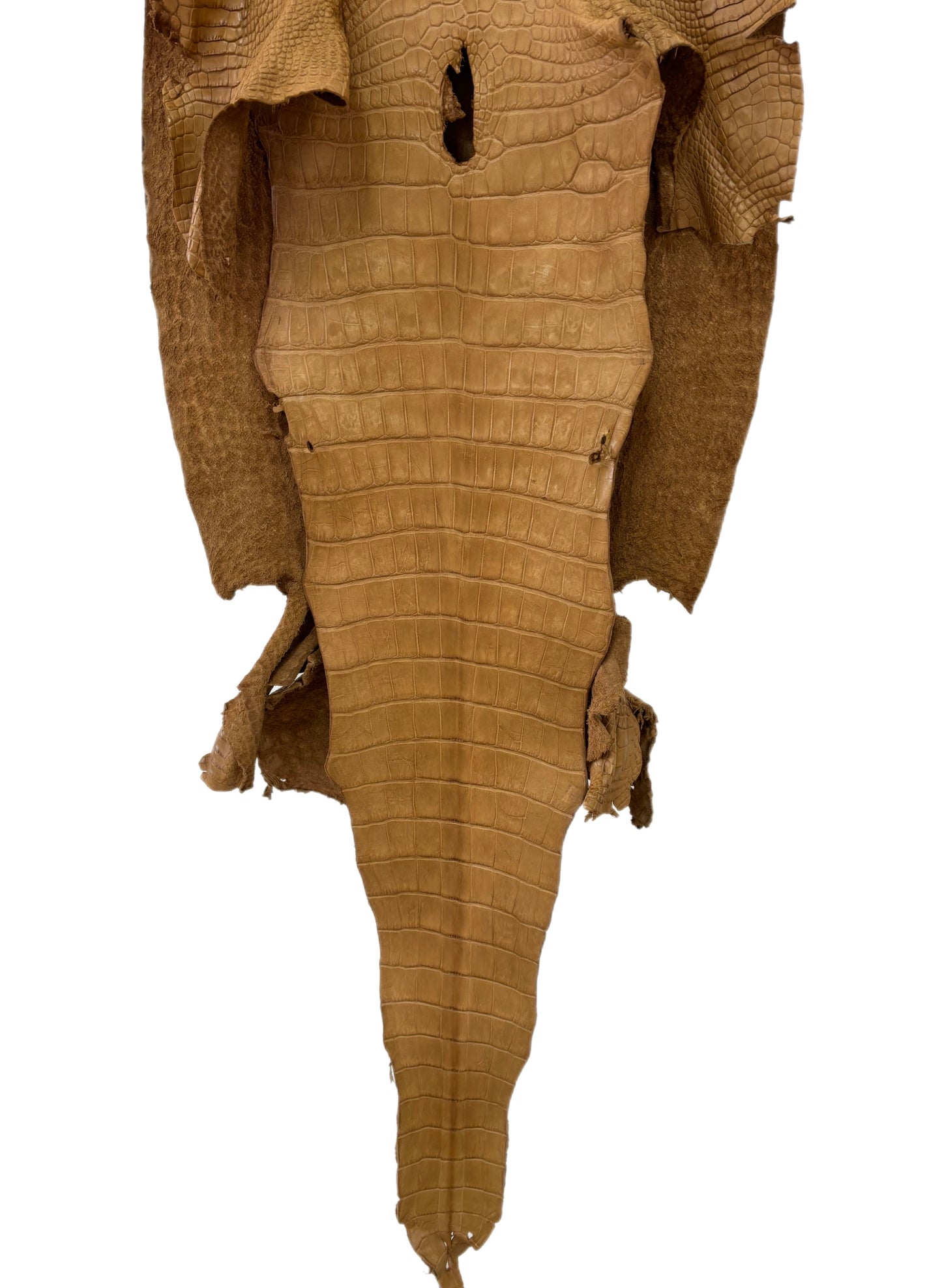 46 cm Grade 2/3 Antique Saddle Matte Wild American Alligator Leather - Tag: LA23-0033312